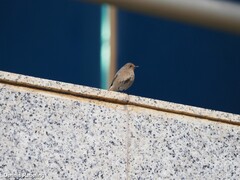 Phoenicurus ochruros