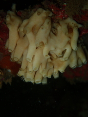 Calcarea