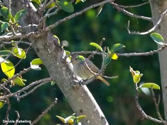 Phoenicurus ochruros