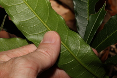 Carronia multisepalea