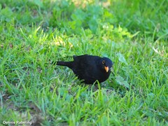 Turdus merula