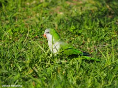 Myiopsitta monachus