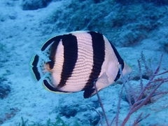 Chaetodon striatus