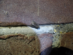 Oligia latruncula