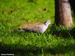 Streptopelia decaocto