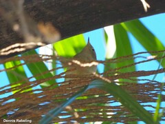 Phylloscopus collybita