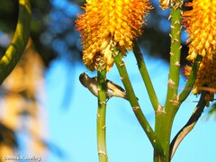 Phylloscopus collybita