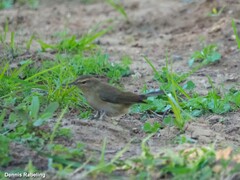 Phylloscopus collybita