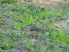 Phylloscopus collybita