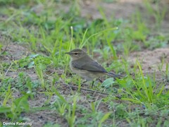 Phylloscopus collybita