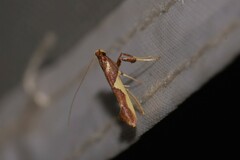 Caloptilia xanthopharella