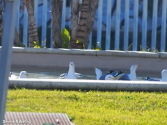 Larus michahellis