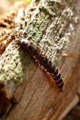 Stenagostus rhombeus