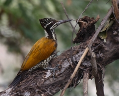 Chrysocolaptes guttacristatus