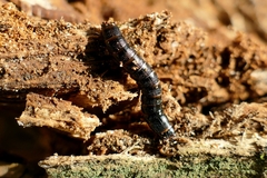 Stenagostus rhombeus