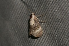 Acatapaustus leucospila