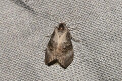 Acatapaustus leucospila