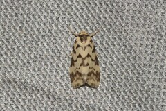 Goniosema anguliscripta