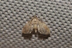 Diplopseustis perieresalis