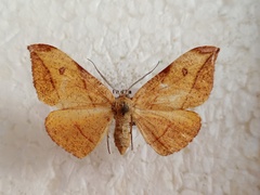 Hypochrosis hyadaria