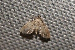 Diplopseustis perieresalis