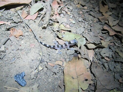 Banded Leaf-toed Gecko