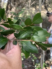 Planchonella cotinifolia
