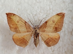 Hypochrosis hyadaria