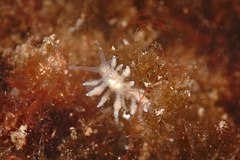 Eubranchus rupium