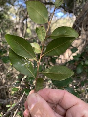 Planchonella cotinifolia