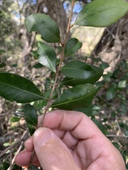 Planchonella cotinifolia