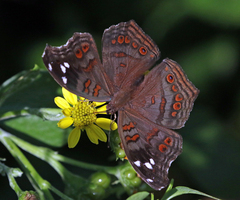 Junonia natalica