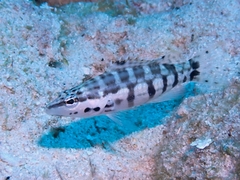 Serranus tigrinus