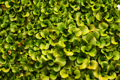 Pontederia crassipes