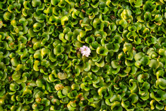 Pontederia crassipes