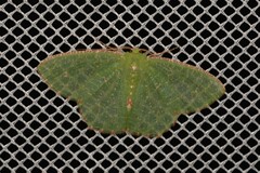 Eucyclodes metaspila