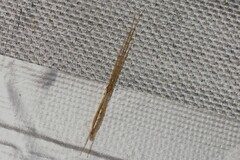 Styringomyia
