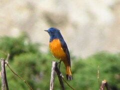 Phoenicurus frontalis