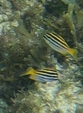 Atypichthys strigatus