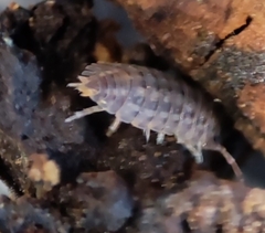 Trachelipus lignaui
