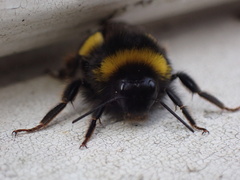Bombus terrestris audax