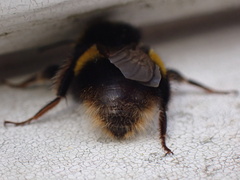 Bombus terrestris audax