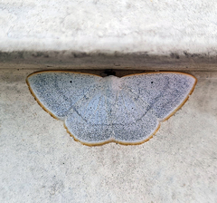 Lomographa foedata