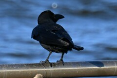 Corvus macrorhynchos