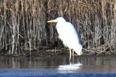 Ardea alba