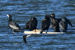 Phalacrocorax carbo
