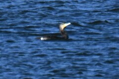 Phalacrocorax carbo