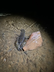 Cherax depressus
