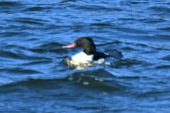 Mergus merganser