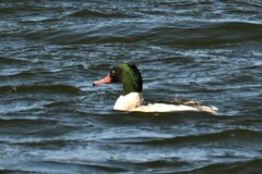 Mergus merganser